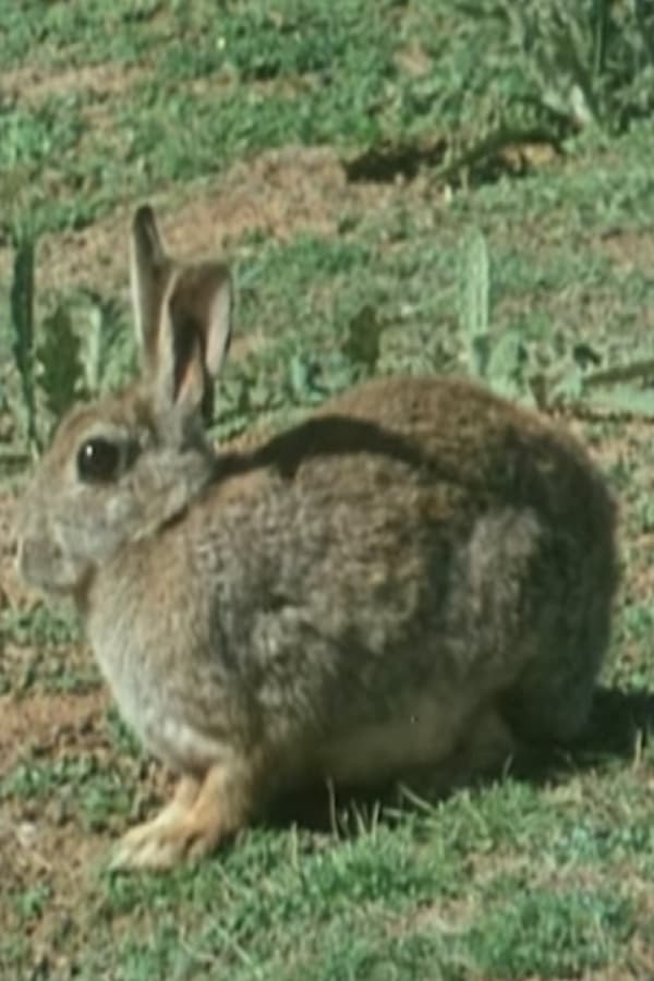 The Rabbit in Australia