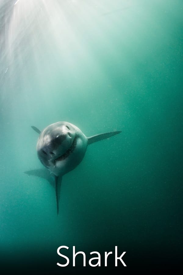 Shark: Beneath the Surface