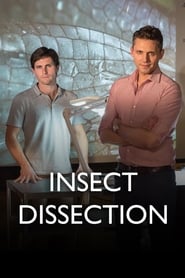 Insect Dissection
