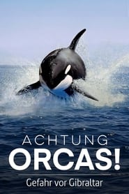 Achtung Orcas! Gefahr vor Gibraltar?
