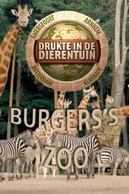 Burgers’ Zoo: Drukte In De Dierentuin