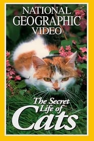 猫的秘密生活